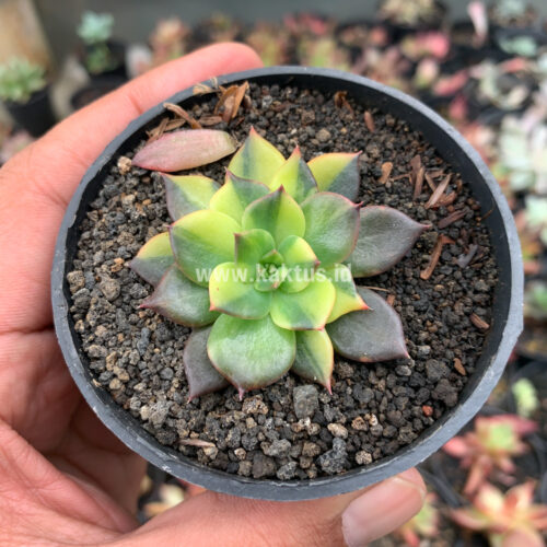 Echeveria Black Prince Variegated, real gallery image #2 plants. Picture taken directly from kaktus.id community Echeveria farmer green houses.