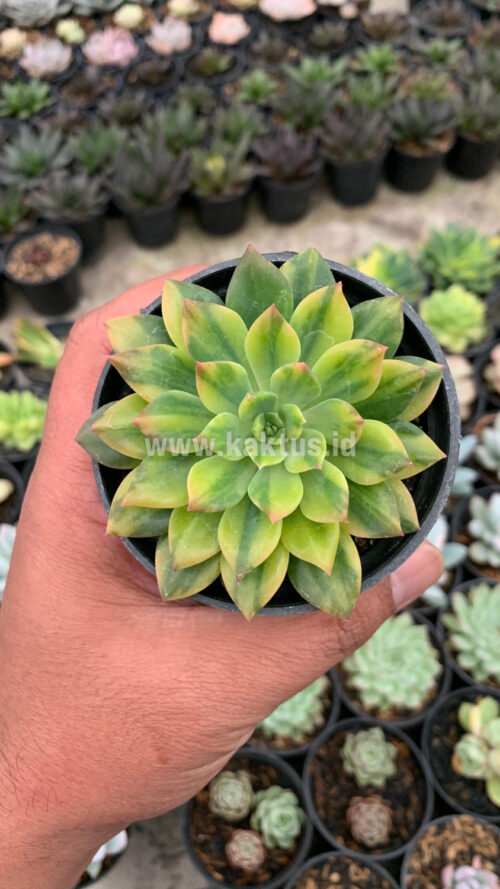 Echeveria Green Emerald Variegated, real gallery image #9 plants. Picture taken directly from kaktus.id community Echeveria farmer green houses.