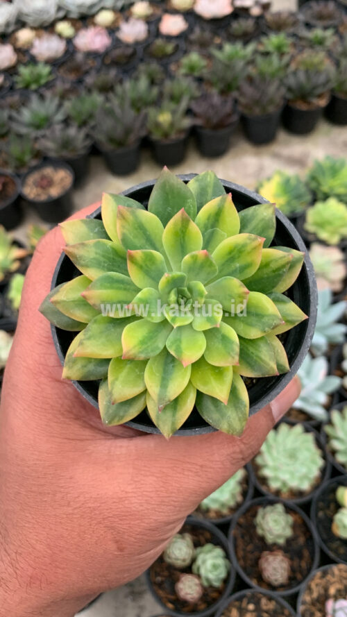 Echeveria Green Emerald Variegated, real gallery image #2 plants. Picture taken directly from kaktus.id community Echeveria farmer green houses.