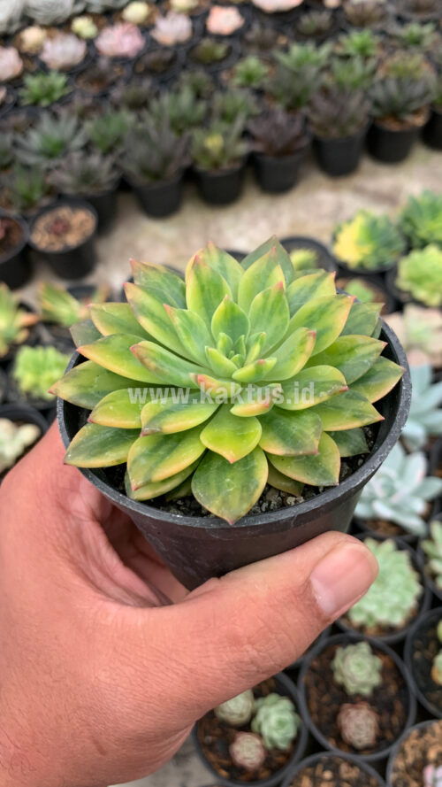 Echeveria Green Emerald Variegated, real gallery image #4 plants. Picture taken directly from kaktus.id community Echeveria farmer green houses.