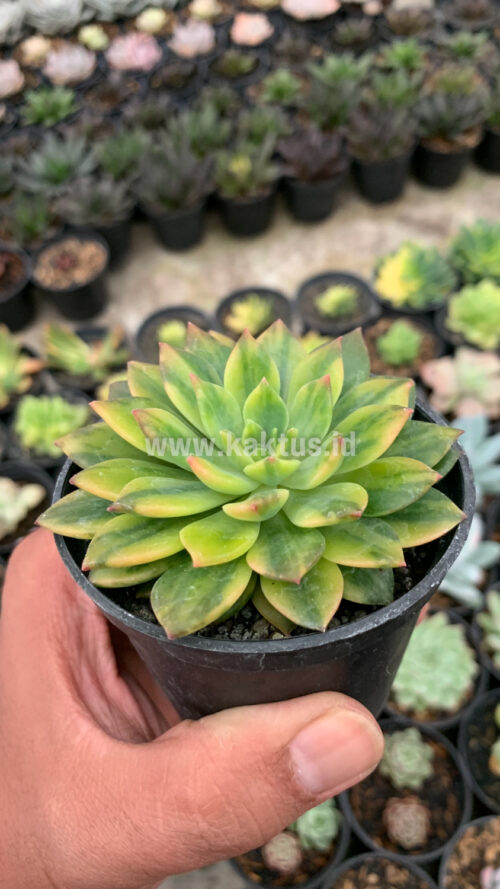 Echeveria Green Emerald Variegated, real gallery image #7 plants. Picture taken directly from kaktus.id community Echeveria farmer green houses.