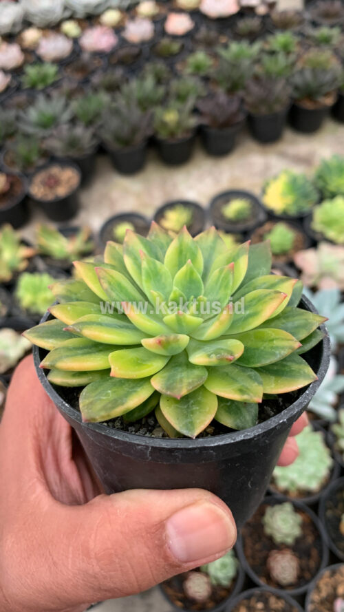 Echeveria Green Emerald Variegated, real gallery image #13 plants. Picture taken directly from kaktus.id community Echeveria farmer green houses.
