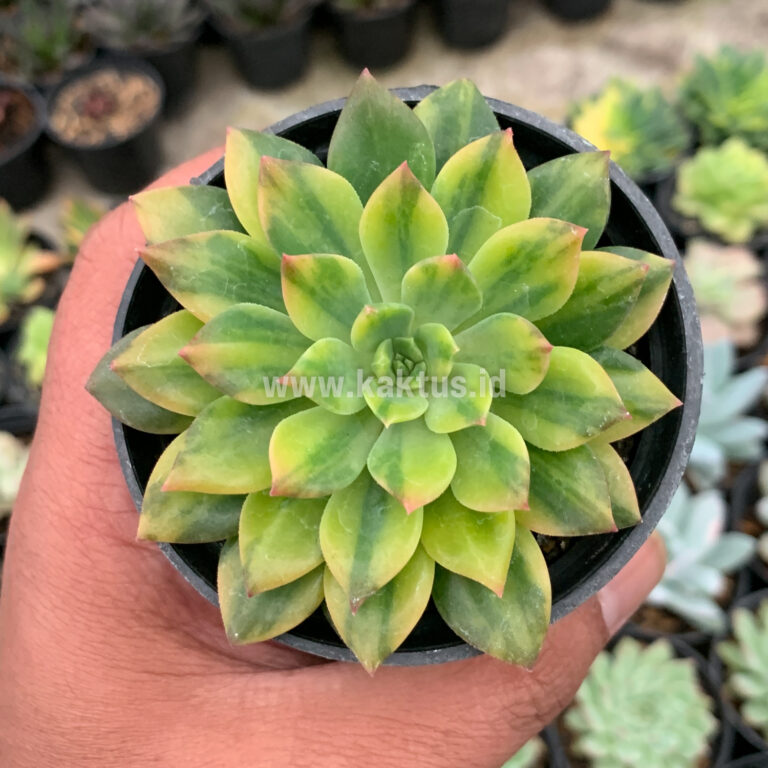 372. Echeveria Green Emerald Variegated