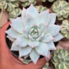 Echeveria Sang-a / Echeveria Blue Bird, real gallery image #7 plants. Picture taken directly from kaktus.id community Echeveria farmer green houses.