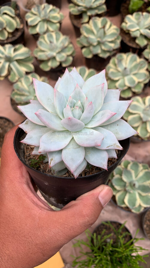 Echeveria Sang-a / Echeveria Blue Bird, real gallery image #6 plants. Picture taken directly from kaktus.id community Echeveria farmer green houses.