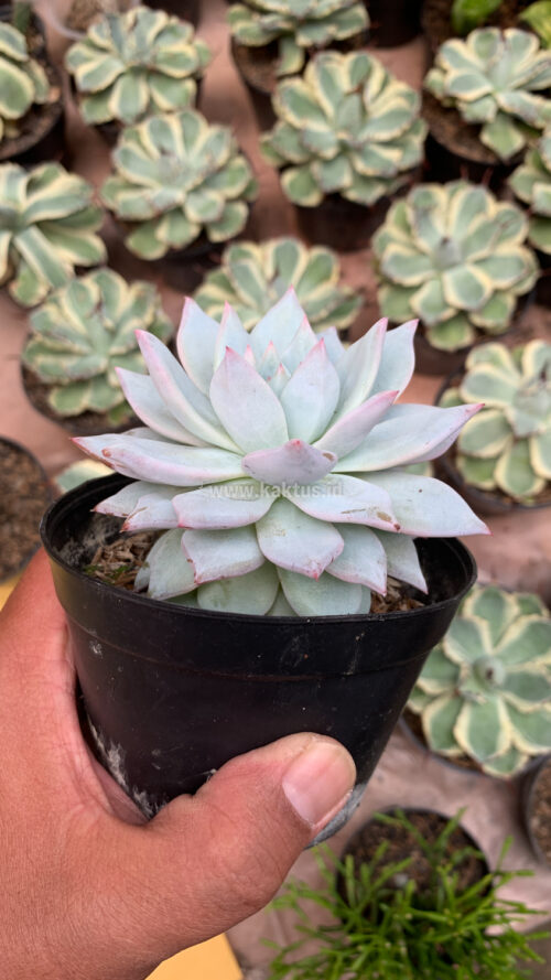 Echeveria Sang-a / Echeveria Blue Bird, real gallery image #1 plants. Picture taken directly from kaktus.id community Echeveria farmer green houses.