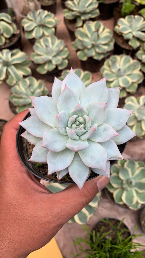 Echeveria Sang-a / Echeveria Blue Bird, real gallery image #5 plants. Picture taken directly from kaktus.id community Echeveria farmer green houses.