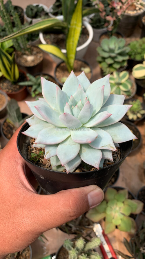 Echeveria Sang-a / Echeveria Blue Bird, real gallery image #4 plants. Picture taken directly from kaktus.id community Echeveria farmer green houses.
