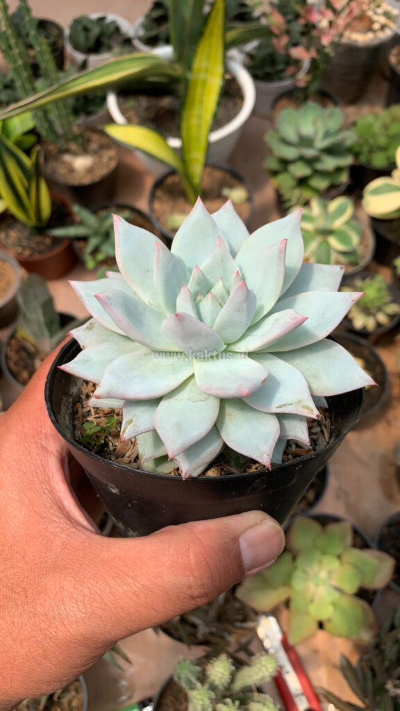 kaktus.id