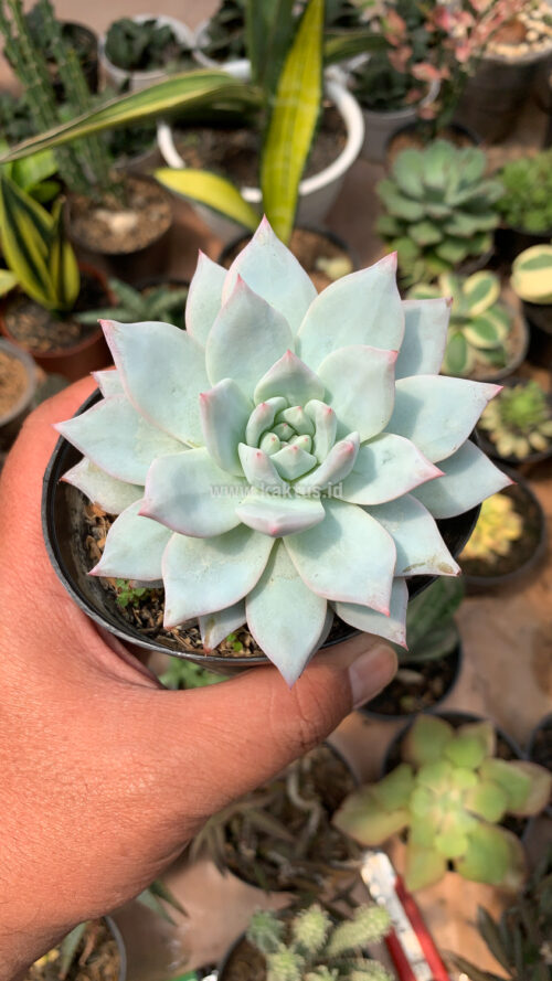 Echeveria Sang-a / Echeveria Blue Bird, real gallery image #2 plants. Picture taken directly from kaktus.id community Echeveria farmer green houses.