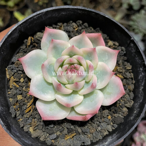 Echeveria Shimoyama Colorata Aurea Variegated / Echeveria Chihuahua Aurea Variegated, real gallery image #16 plants. Picture taken directly from kaktus.id community Echeveria farmer green houses.