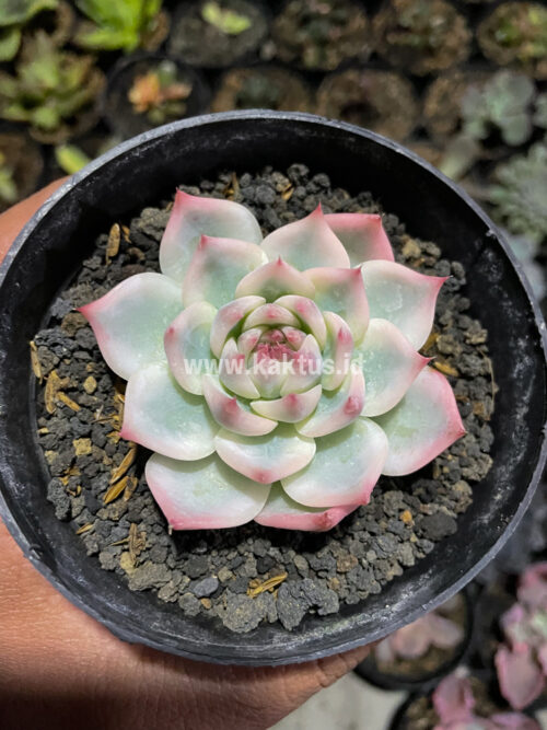Echeveria Shimoyama Colorata Aurea Variegated / Echeveria Chihuahua Aurea Variegated, real gallery image #9 plants. Picture taken directly from kaktus.id community Echeveria farmer green houses.