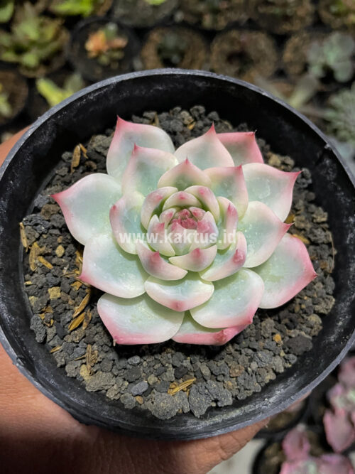 Echeveria Shimoyama Colorata Aurea Variegated / Echeveria Chihuahua Aurea Variegated, real gallery image #4 plants. Picture taken directly from kaktus.id community Echeveria farmer green houses.
