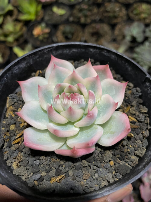 Echeveria Shimoyama Colorata Aurea Variegated / Echeveria Chihuahua Aurea Variegated, real gallery image #11 plants. Picture taken directly from kaktus.id community Echeveria farmer green houses.