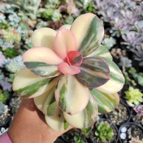 Echeveria Primadonna Variegated, real gallery image #30 plants. Picture taken directly from kaktus.id community Echeveria farmer green houses.