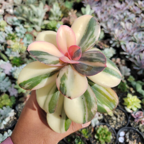 Echeveria Primadonna Variegated, real gallery image #28 plants. Picture taken directly from kaktus.id community Echeveria farmer green houses.