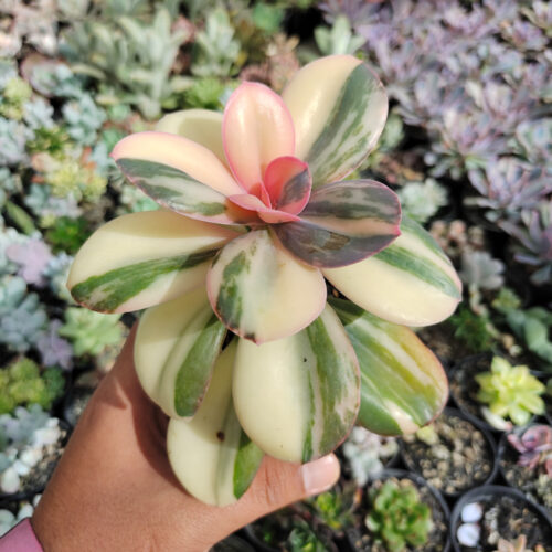 Echeveria Primadonna Variegated, real gallery image #25 plants. Picture taken directly from kaktus.id community Echeveria farmer green houses.