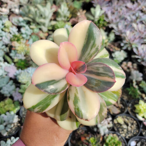 Echeveria Primadonna Variegated, real gallery image #2 plants. Picture taken directly from kaktus.id community Echeveria farmer green houses.