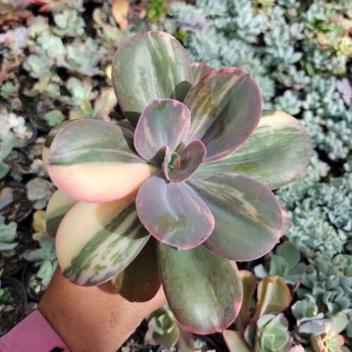 Echeveria Primadonna Variegated, real gallery image #26 plants. Picture taken directly from kaktus.id community Echeveria farmer green houses.