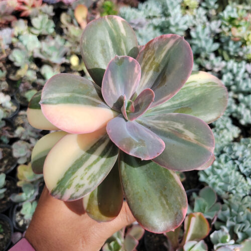 Echeveria Primadonna Variegated, real gallery image #6 plants. Picture taken directly from kaktus.id community Echeveria farmer green houses.