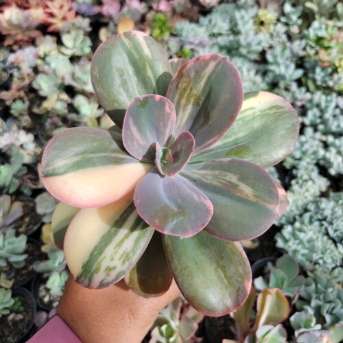 Echeveria Primadonna Variegated, real gallery image #24 plants. Picture taken directly from kaktus.id community Echeveria farmer green houses.