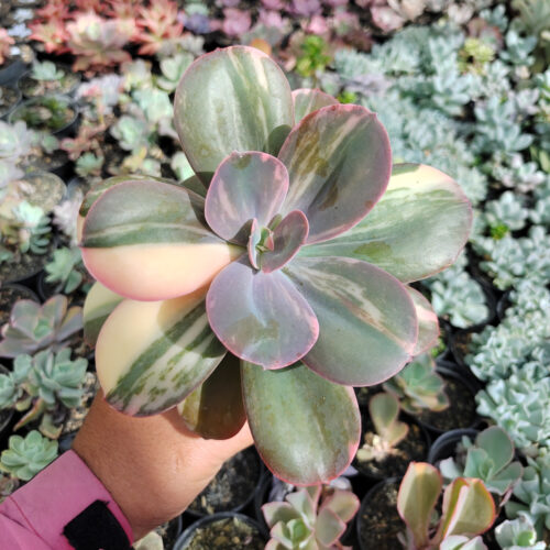 Echeveria Primadonna Variegated, real gallery image #22 plants. Picture taken directly from kaktus.id community Echeveria farmer green houses.
