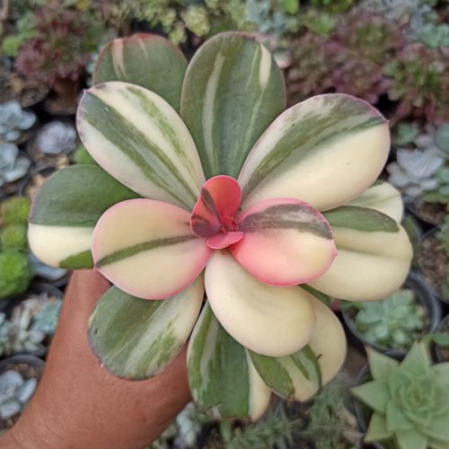 Echeveria Primadonna Variegated, real gallery image #8 plants. Picture taken directly from kaktus.id community Echeveria farmer green houses.