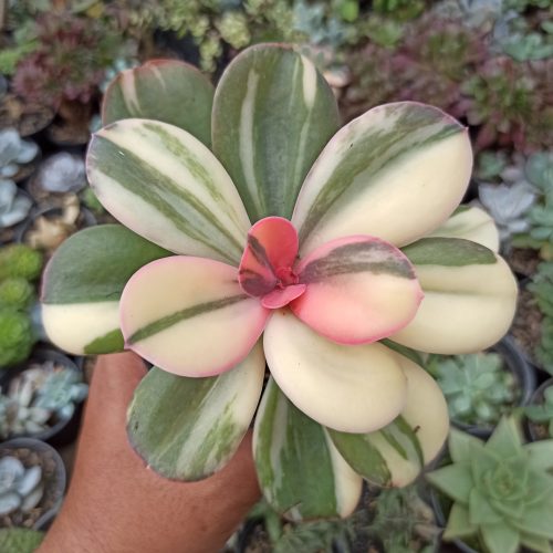 Echeveria Primadonna Variegated, real gallery image #10 plants. Picture taken directly from kaktus.id community Echeveria farmer green houses.