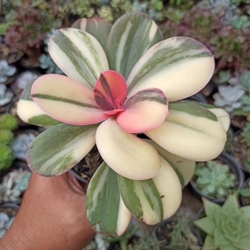 Echeveria Primadonna Variegated, real gallery image #12 plants. Picture taken directly from kaktus.id community Echeveria farmer green houses.