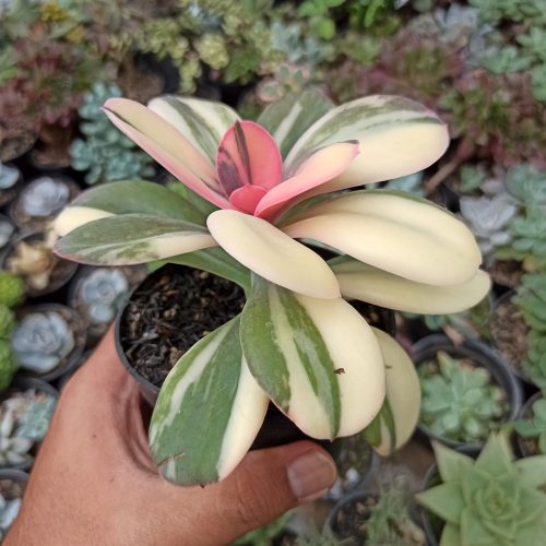 Echeveria Primadonna Variegated, real gallery image #14 plants. Picture taken directly from kaktus.id community Echeveria farmer green houses.