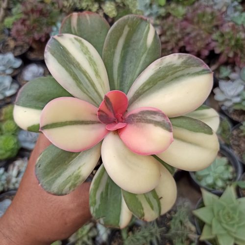 Echeveria Primadonna Variegated, real gallery image #31 plants. Picture taken directly from kaktus.id community Echeveria farmer green houses.