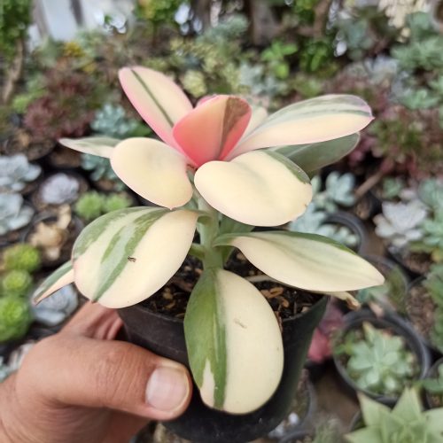 Echeveria Primadonna Variegated, real gallery image #16 plants. Picture taken directly from kaktus.id community Echeveria farmer green houses.