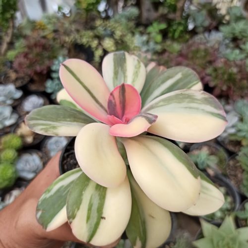 Echeveria Primadonna Variegated, real gallery image #18 plants. Picture taken directly from kaktus.id community Echeveria farmer green houses.
