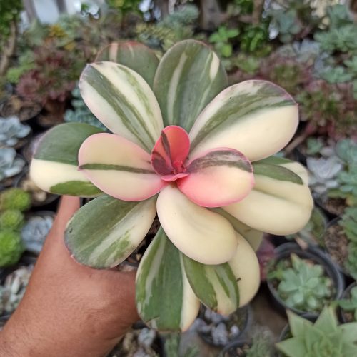 Echeveria Primadonna Variegated, real gallery image #20 plants. Picture taken directly from kaktus.id community Echeveria farmer green houses.