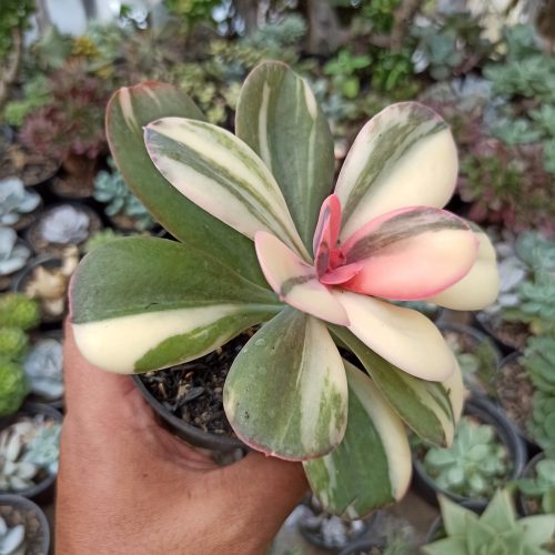 Echeveria Primadonna Variegated, real gallery image #21 plants. Picture taken directly from kaktus.id community Echeveria farmer green houses.