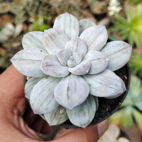 Graptopetalum Silverbum, real gallery image #11 plants. Picture taken directly from kaktus.id community Graptopetalum farmer green houses.