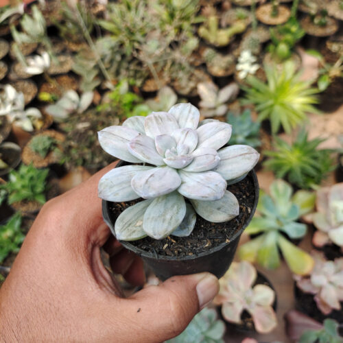 Graptopetalum Silverbum, real gallery image #12 plants. Picture taken directly from kaktus.id community Graptopetalum farmer green houses.