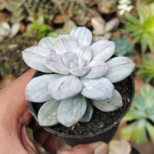 Graptopetalum Silverbum, real gallery image #13 plants. Picture taken directly from kaktus.id community Graptopetalum farmer green houses.