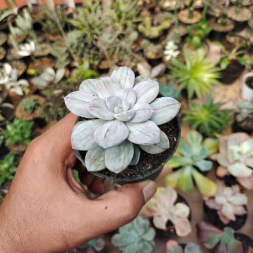 Graptopetalum Silverbum, real gallery image #14 plants. Picture taken directly from kaktus.id community Graptopetalum farmer green houses.