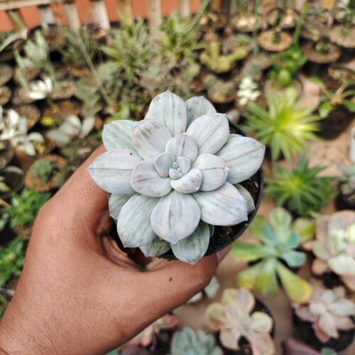 Graptopetalum Silverbum, real gallery image #10 plants. Picture taken directly from kaktus.id community Graptopetalum farmer green houses.