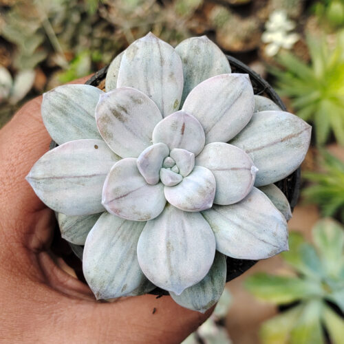 Graptopetalum Silverbum, real gallery image #3 plants. Picture taken directly from kaktus.id community Graptopetalum farmer green houses.