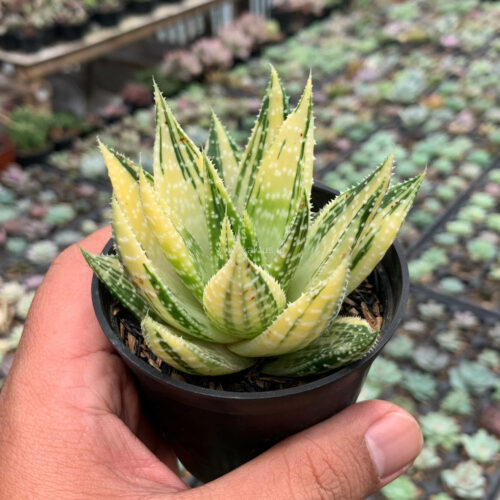 Gasteraloe Beguinii Golden Variegated, real gallery image #11 plants. Picture taken directly from kaktus.id community Gasteraloe farmer green houses.