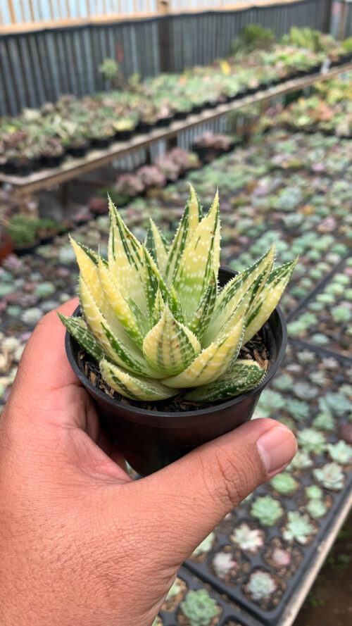 Gasteraloe Beguinii Golden Variegated, real gallery image #12 plants. Picture taken directly from kaktus.id community Gasteraloe farmer green houses.