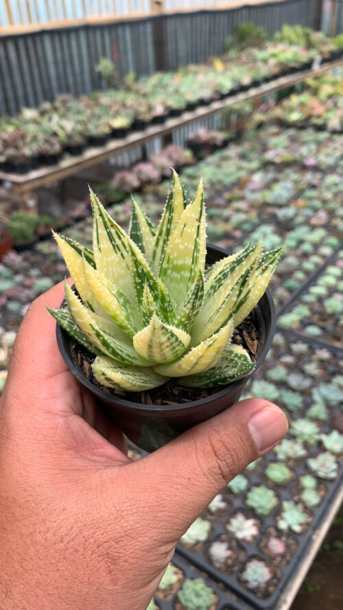 Gasteraloe Beguinii Golden Variegated, real gallery image #13 plants. Picture taken directly from kaktus.id community Gasteraloe farmer green houses.