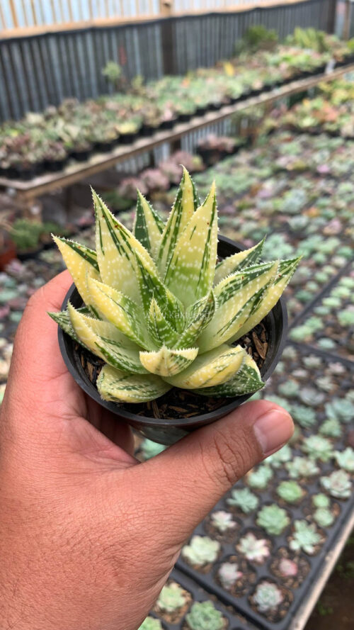 Gasteraloe Beguinii Golden Variegated, real gallery image #14 plants. Picture taken directly from kaktus.id community Gasteraloe farmer green houses.