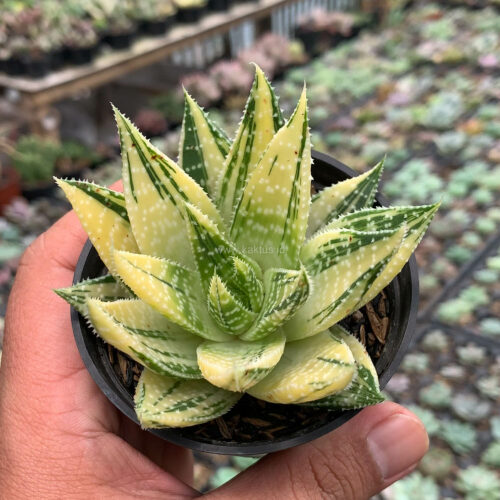 Gasteraloe Beguinii Golden Variegated, real gallery image #15 plants. Picture taken directly from kaktus.id community Gasteraloe farmer green houses.