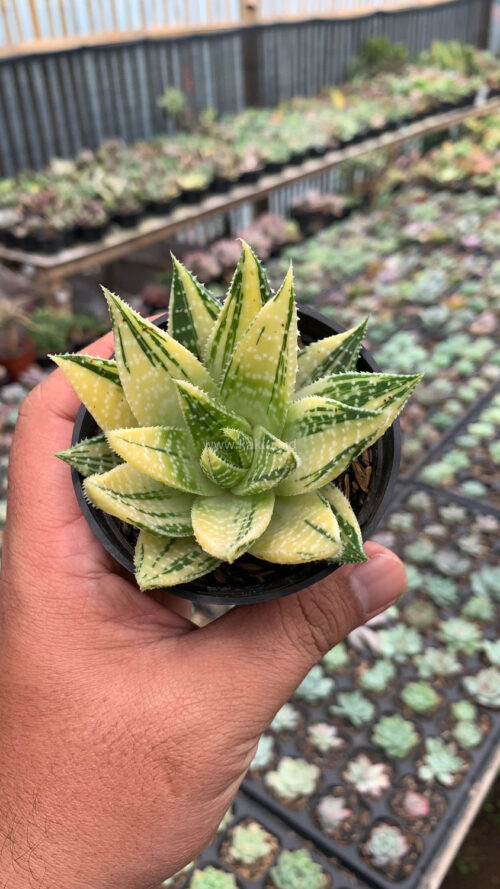 Gasteraloe Beguinii Golden Variegated, real gallery image #16 plants. Picture taken directly from kaktus.id community Gasteraloe farmer green houses.