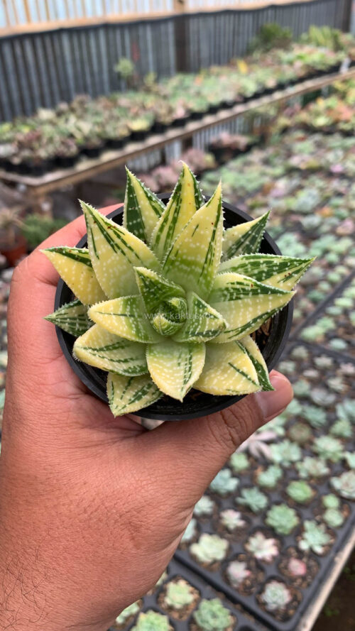 Gasteraloe Beguinii Golden Variegated, real gallery image #17 plants. Picture taken directly from kaktus.id community Gasteraloe farmer green houses.
