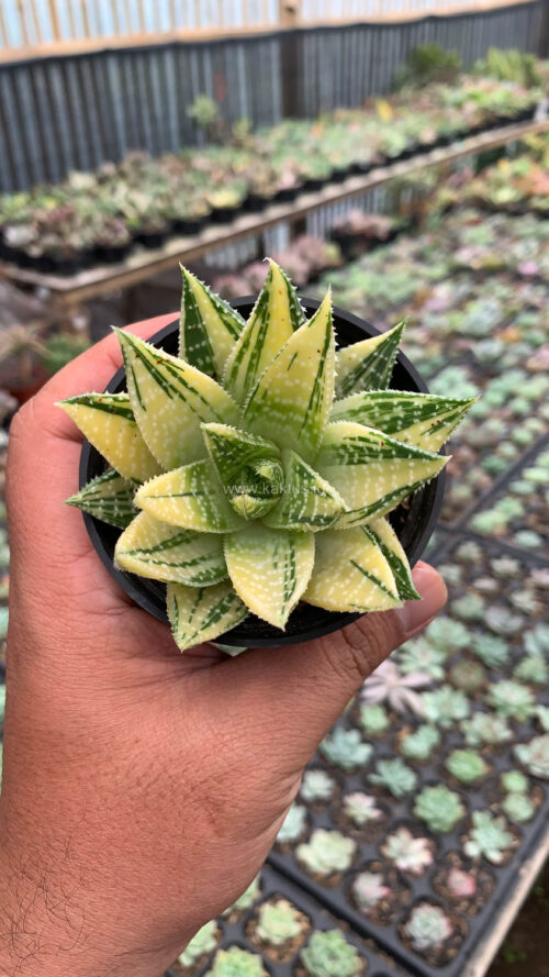 Gasteraloe Beguinii Golden Variegated, real gallery image #18 plants. Picture taken directly from kaktus.id community Gasteraloe farmer green houses.