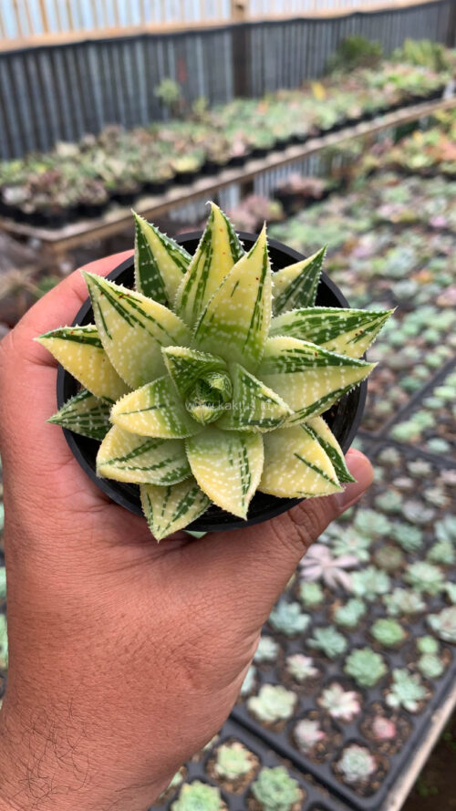 Gasteraloe Beguinii Golden Variegated, real gallery image #19 plants. Picture taken directly from kaktus.id community Gasteraloe farmer green houses.